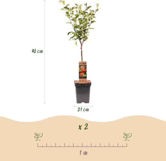 90 cm hoge appelboom in pot van 21 cm, met groene bladeren en een label met afbeelding van rode appels.