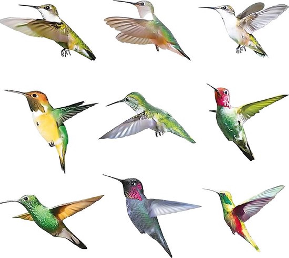 Raamstickers Allecto Plus voor vogelafschrikking
