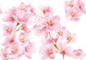 Takken met roze amandelbloesems met een witte achtergrond.