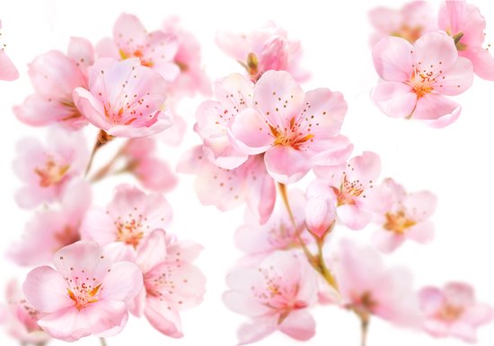 Takken met roze amandelbloesems met een witte achtergrond.