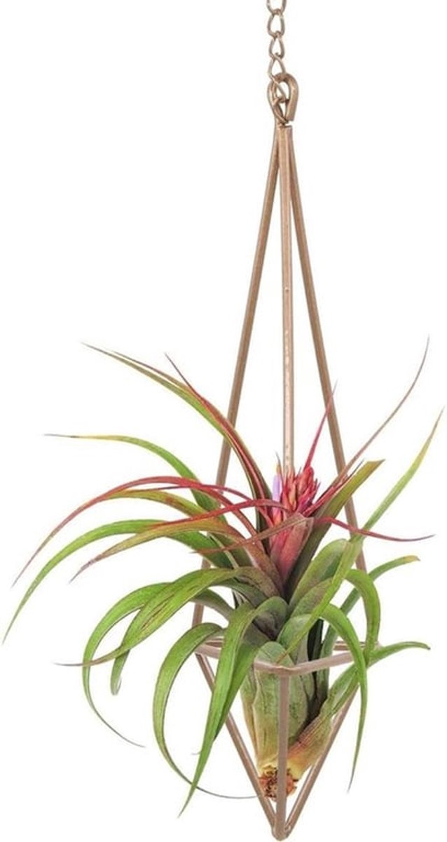Plantenbak Geometrisch - Hangende Plantenbak - Luchtplantenhouder - Himmeli Ornament - Displaystandaard met Ketting - Elegante Decoratie - Luchtplantenhanger