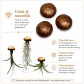 3 verschillende Jelly-fish plantjes met brons/koperkleurige zee-egels/kwalletjes/luchtplantjes/Tillandsia/hangplanten/handgemaakt