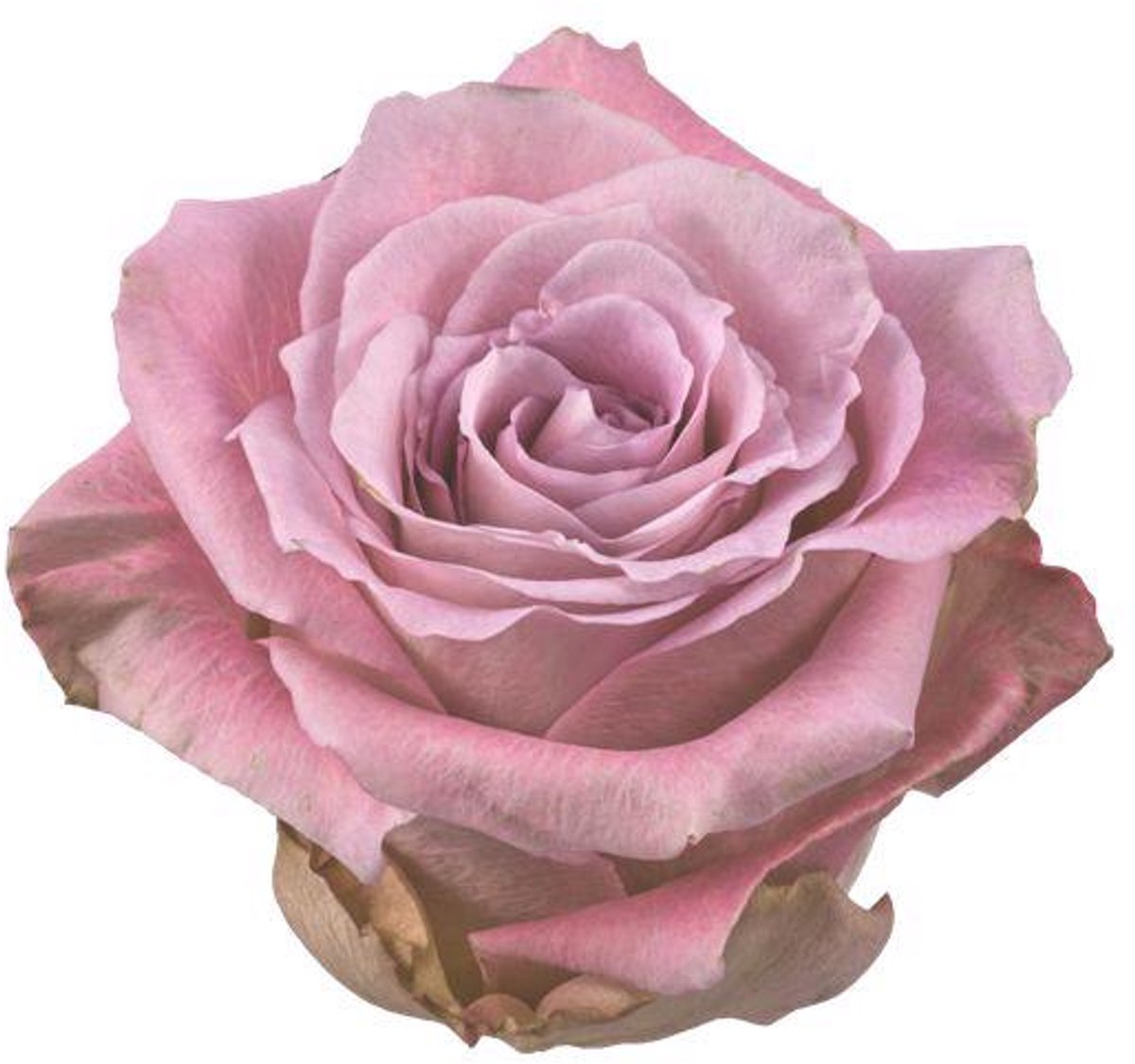 25x Rosa faith 60cm