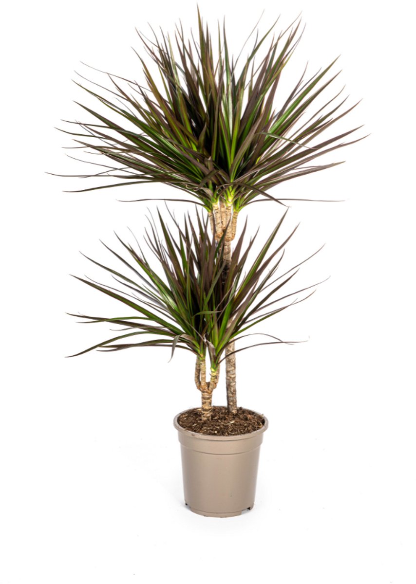 Plantenboetiek.nl | Dracaena Marginata Magenta - Ø19cm - 70-90cm hoog - Kamerplant - Groenblijvend