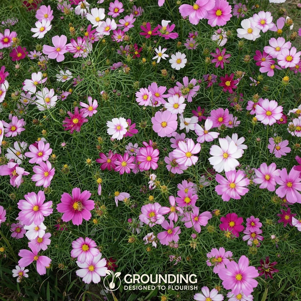 Cosmos zaden mix 5000 stuks - wit, roze & fuchsia - hoogte 80-120 cm - perfect voor borders en snijbloemen - ShopVlot