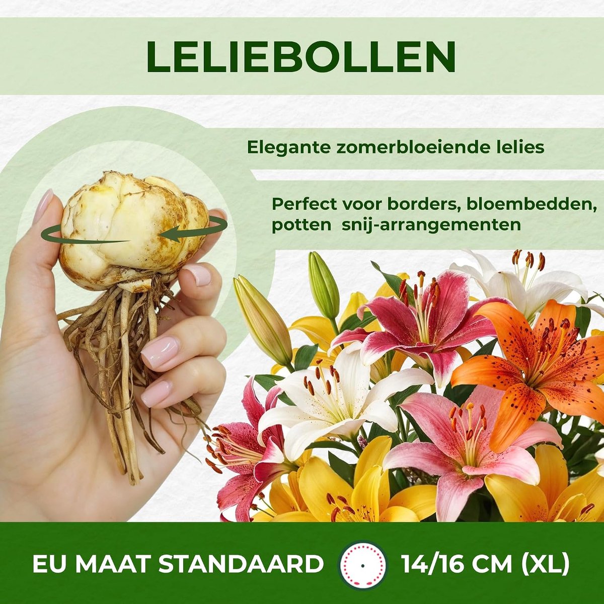Lelies 10 stuks - 5 geurige varianten - winterhard en perenniaal - kleurrijke bloembollen voor de tuin - ShopVlot