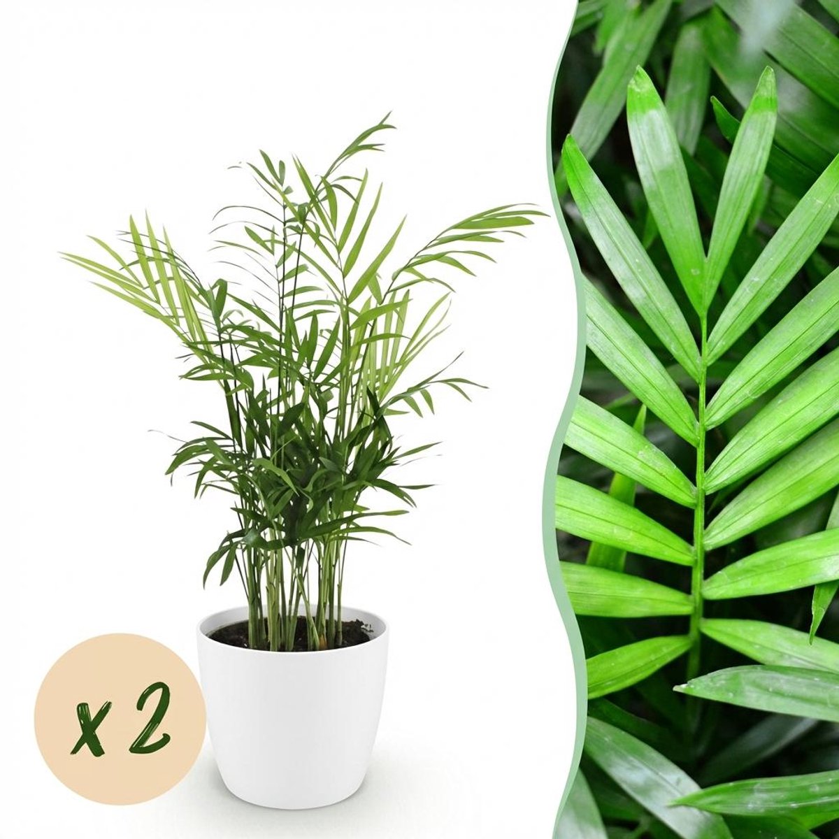 Kamerplant - Chamaedorea elegans - Goudpalm - Huisdiervriendelijke Plant - Groen - 2 Planten - met Potter Wit - Pot 12cm - Hoogte 15cm
