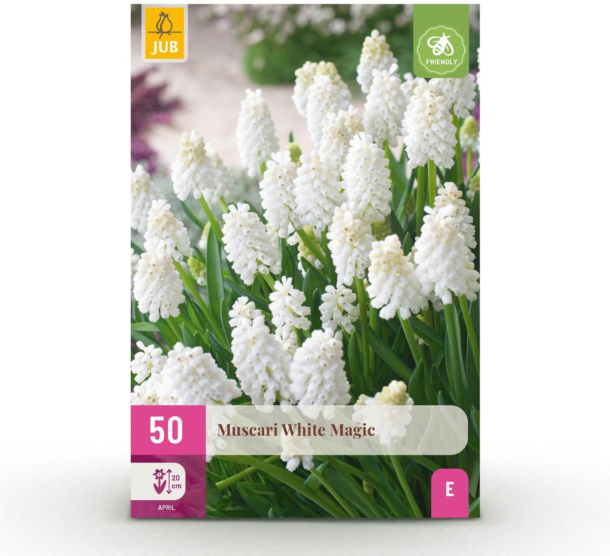 Bloembollen - Muscari White Magic - Kleur Wit - 50 stuks - Bolmaat 6/7 - XXL Pack