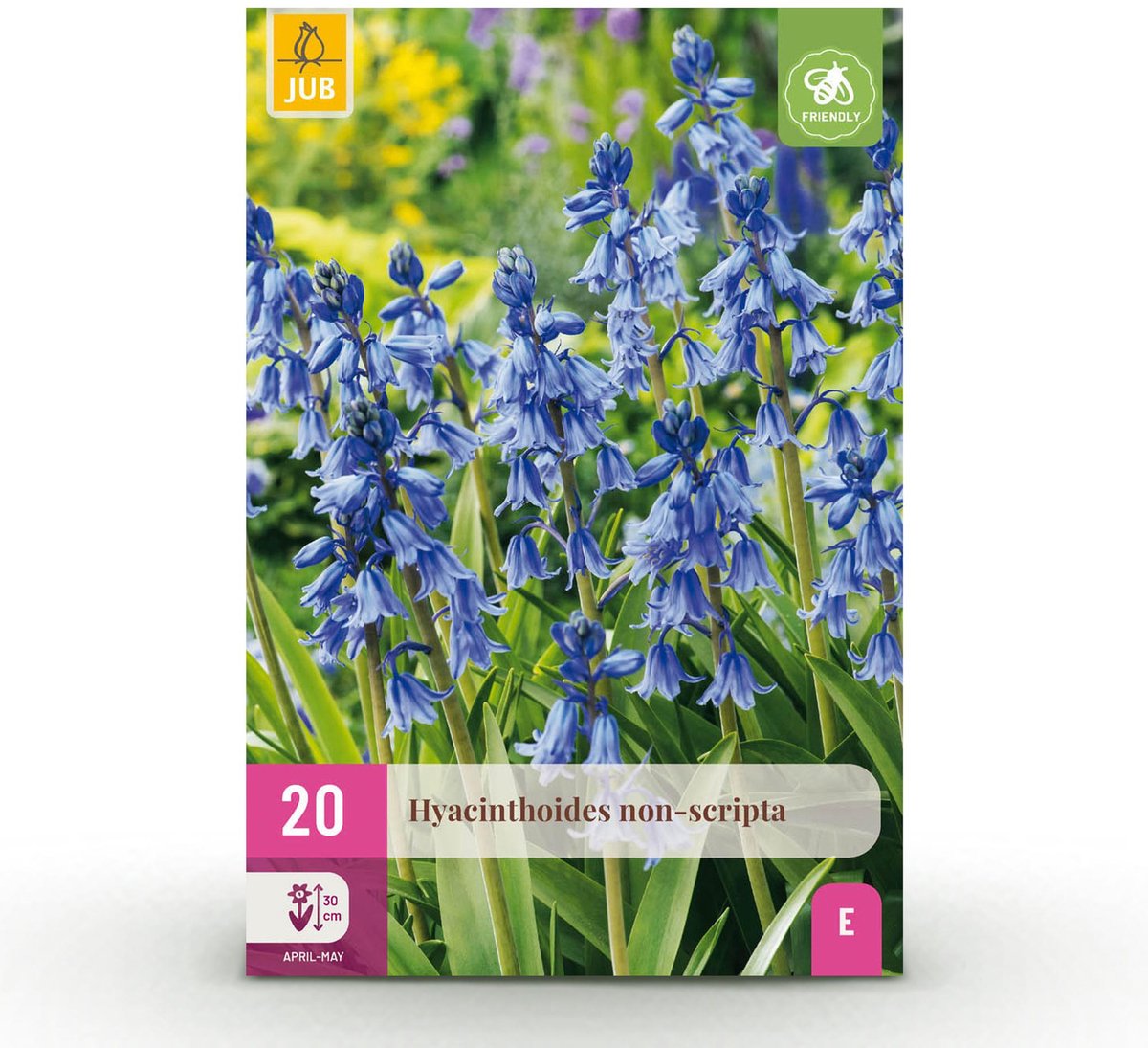 Bloembollen - Hyacinthoides non Scripta - Kleur Blauw - 20 stuks - Bolmaat 7/8 - XXL Pack