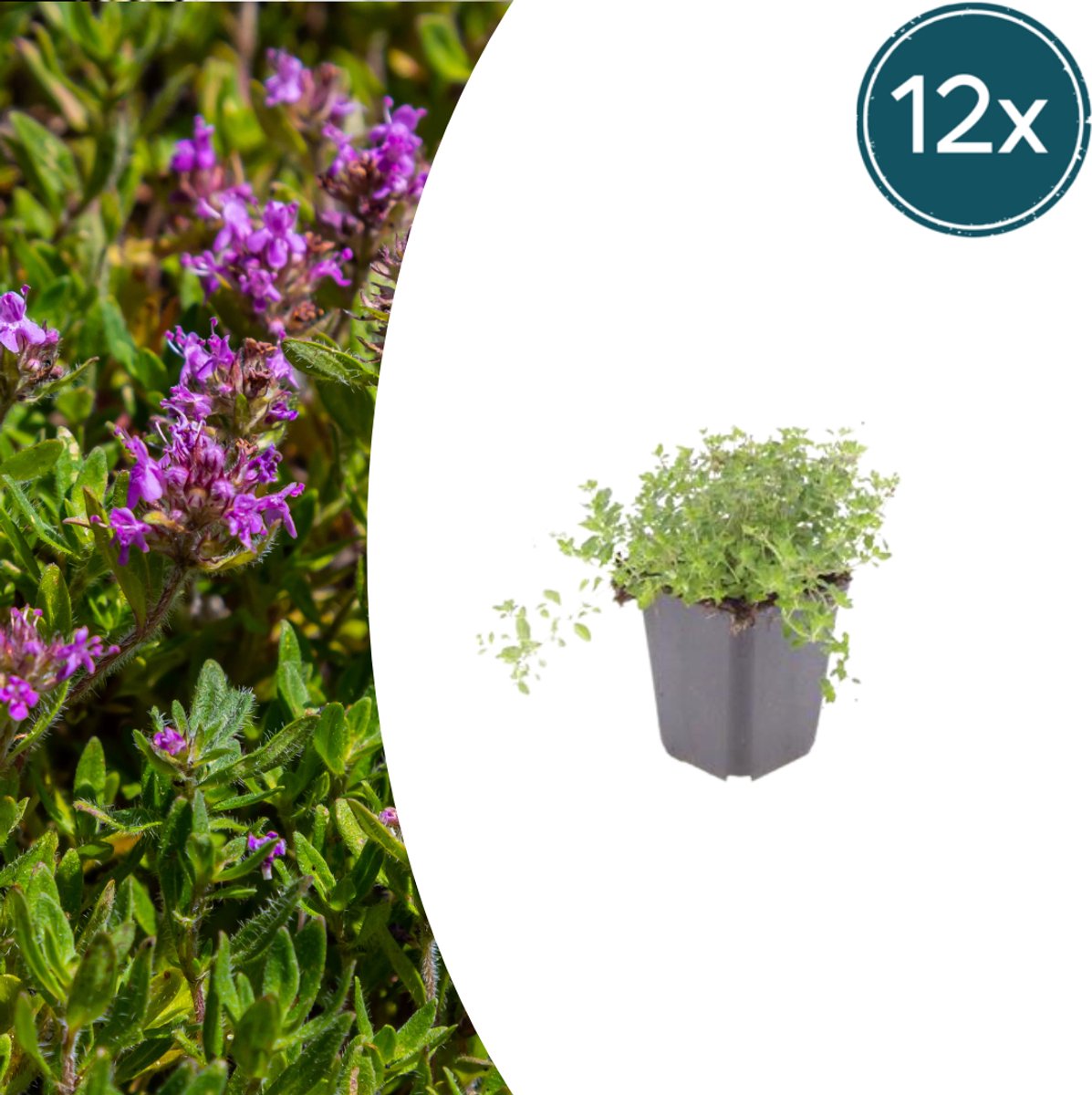 12x thymus serpyllum - 10-25cm - Ø9cm