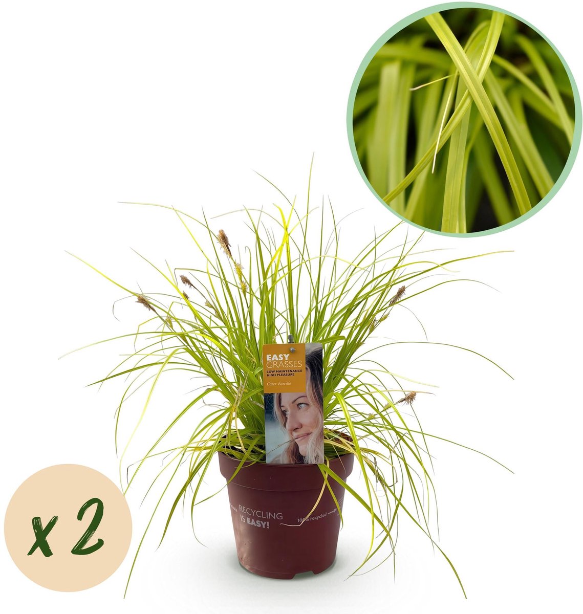 Siergrassen - Carex oshimensis Everillo - Geel - 2 Planten - Bladhoudend - Weinig Onderhoud - Pot 17cm Hoogte 50cm