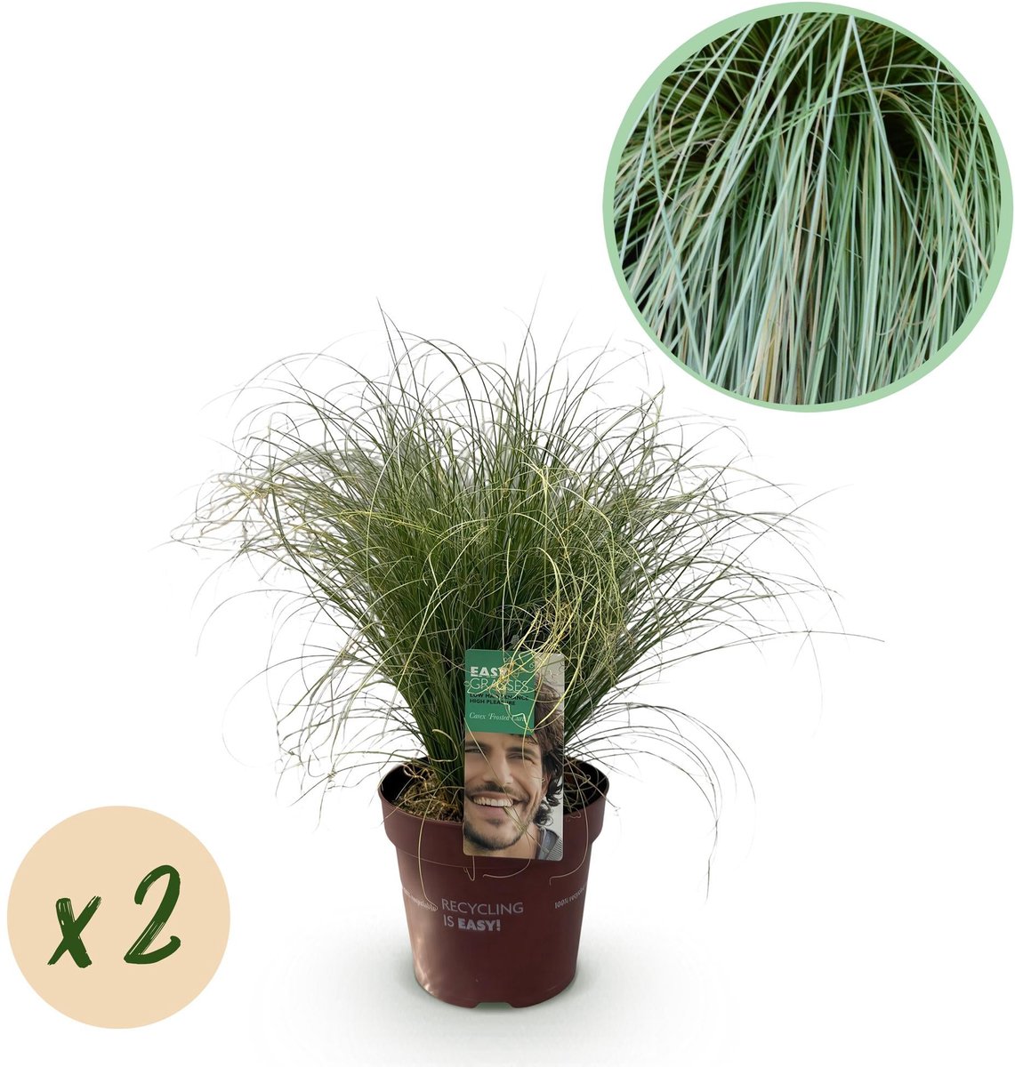 Siergrassen - Carex comans Frosted Curls - Groen - 2 Planten - Bladhoudend - Weinig Onderhoud - Pot 17cm Hoogte 50cm