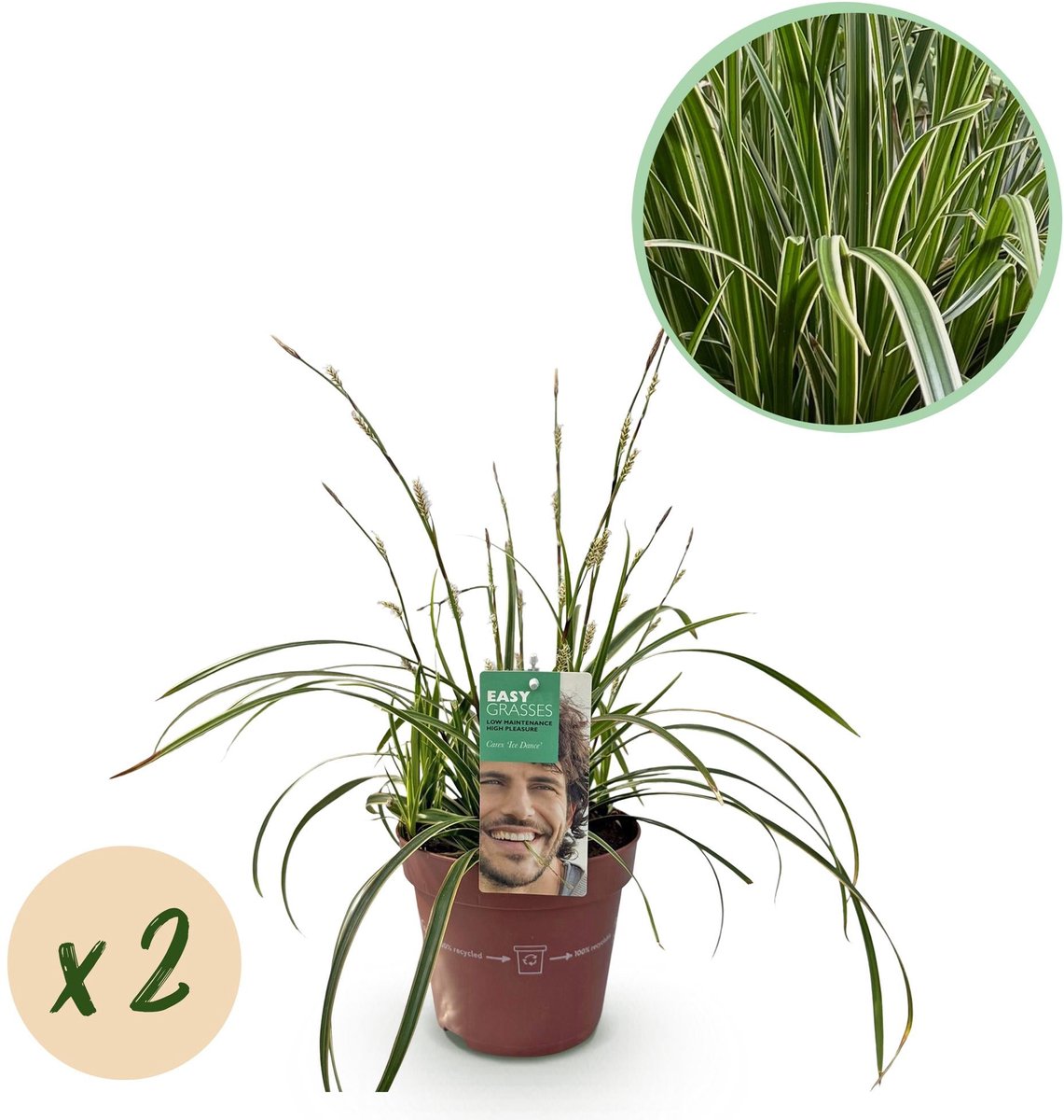 Siergrassen - Carex morrowii Ice Dance - Wit & Groen - 2 Planten - Bladhoudend - Weinig Onderhoud - Pot 17cm Hoogte 50cm
