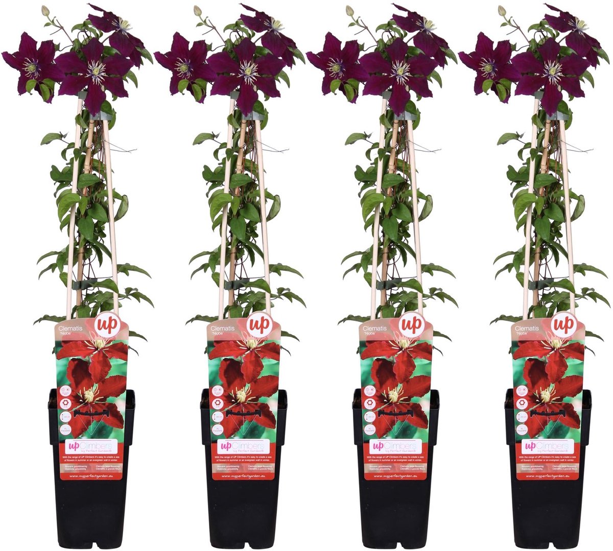 4x - Clematis Niobe - ↨65cm - Ø15