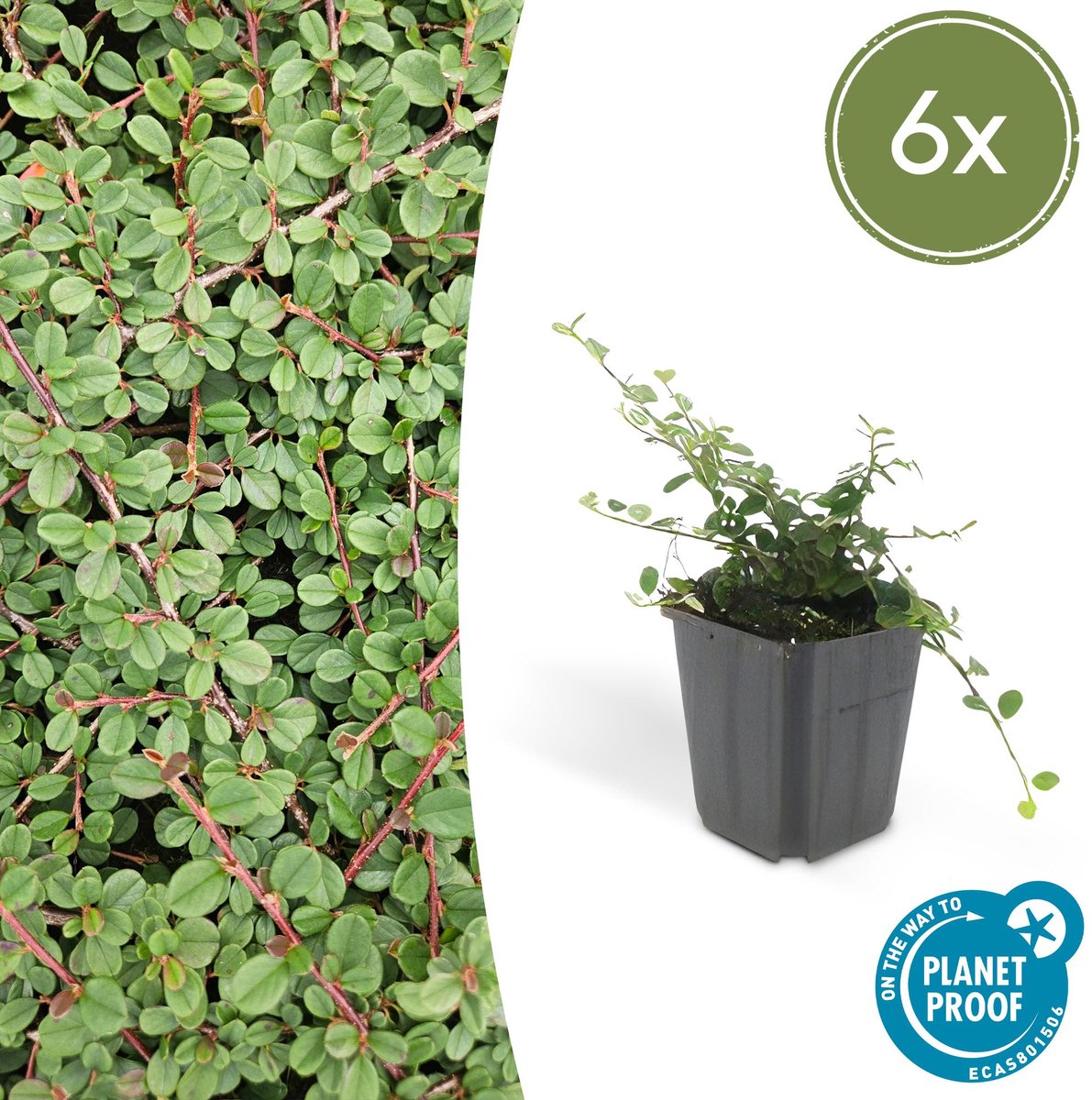 6x Cotoneaster pr. 'Queen of Carpets' - 10-25cm - Ø9cm