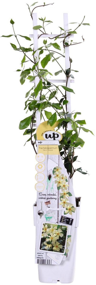 Trachelospermum 'Star of Toscana' - Toscaanse Jasmijn Geel - Ø15cm - 65cm