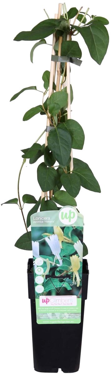 Lonicera japonica 'Halliana' - Ø15cm - 65cm
