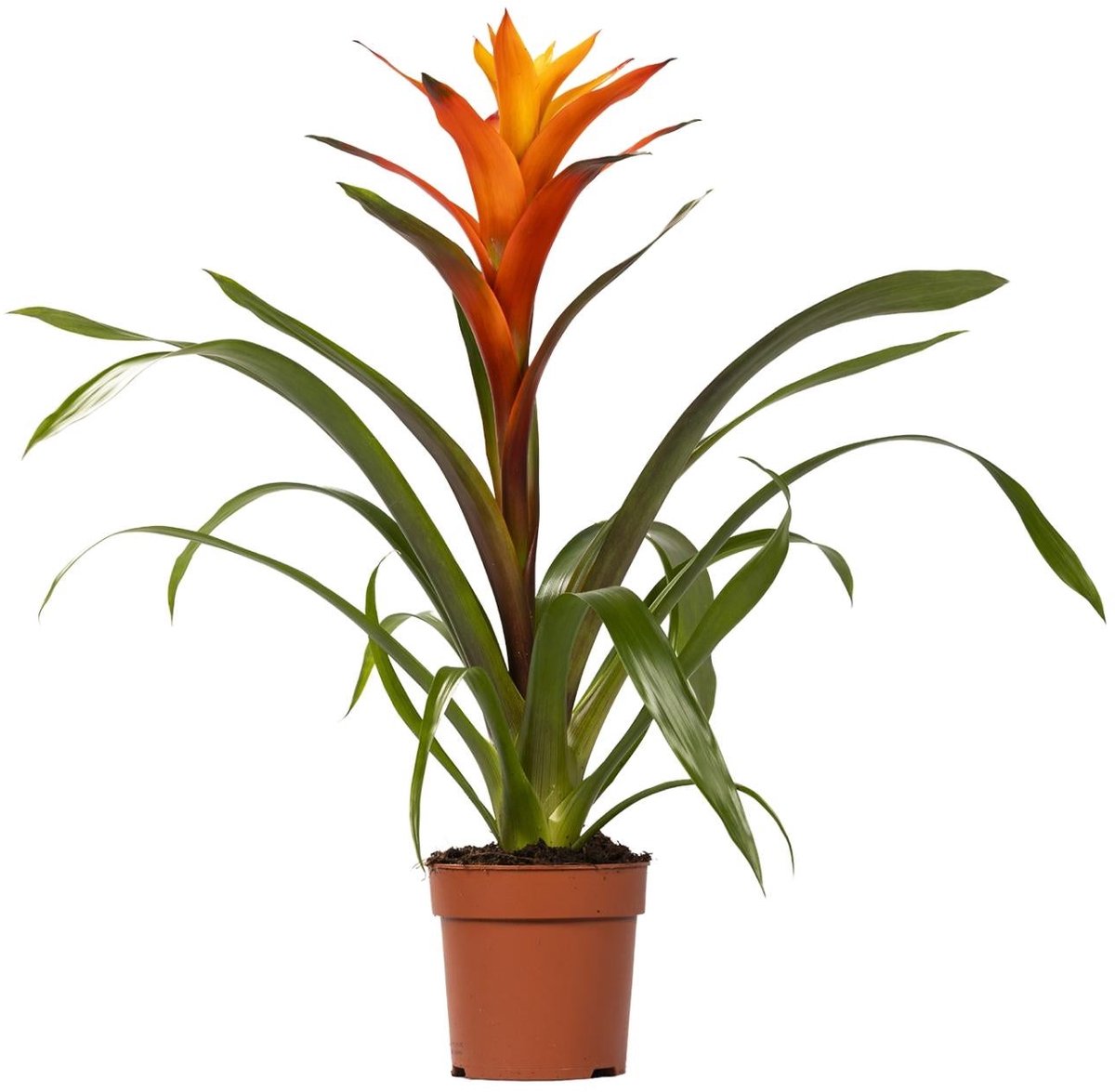 Guzmania Variada - Ø12 50