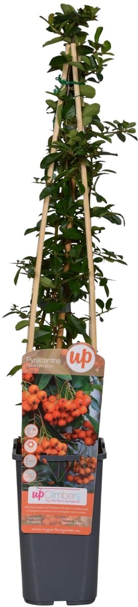 Pyracantha 'Orange Glow' - Ø15cm - 65cm