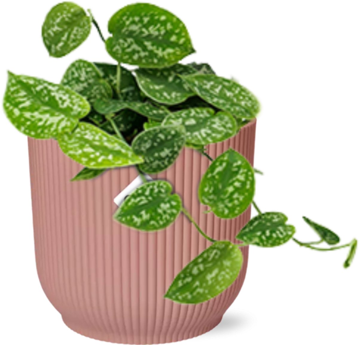 Scindapsus Pictus ‘Argyraeus’ in ELHO Vibes Fold 14cm roze