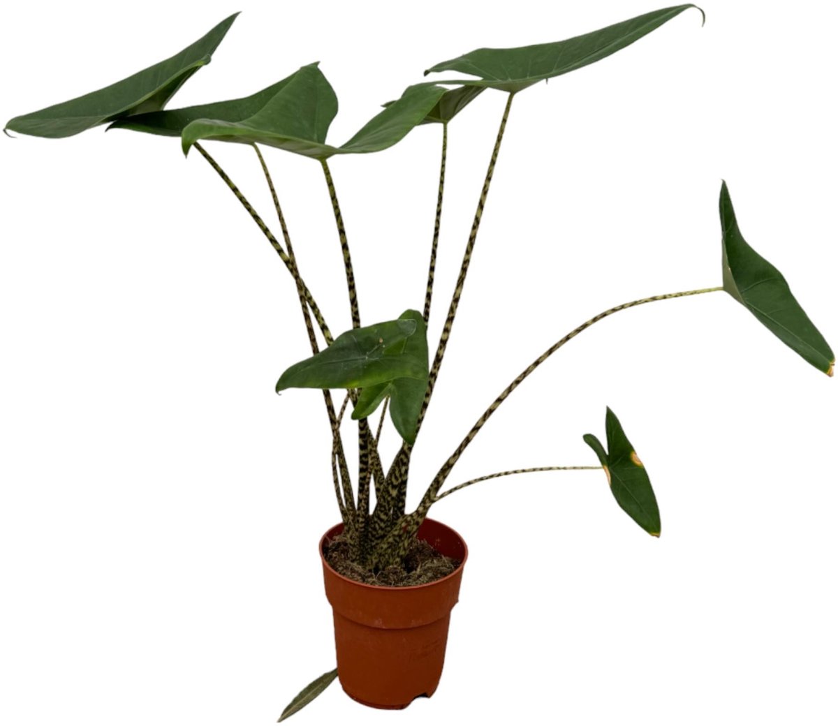 Alocasia Zebrina - 80 cm - Ø21cm