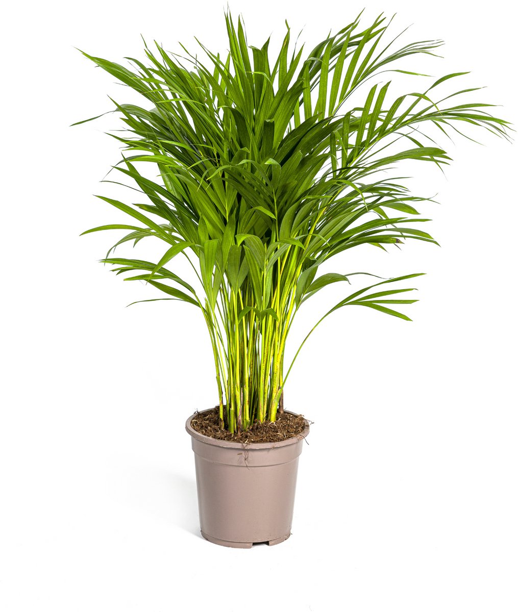 Dypsis Areca Lutescens Ø19cm - 80 - 100cm
