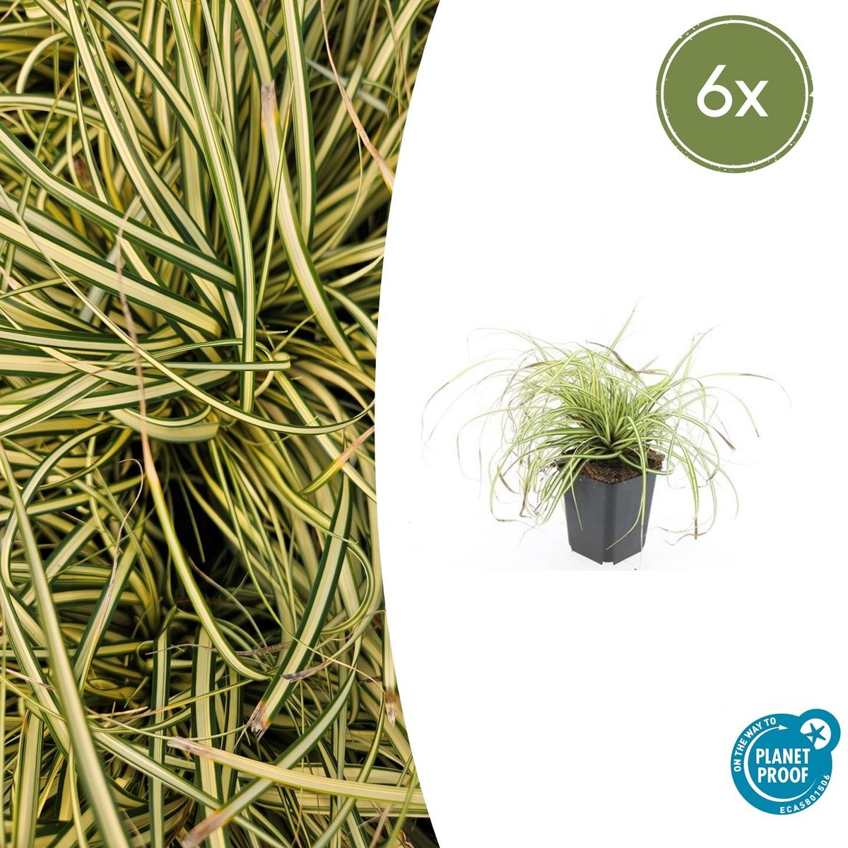 6x Carex oshim. 'Evergold' - 10-25cm - Ø9cm