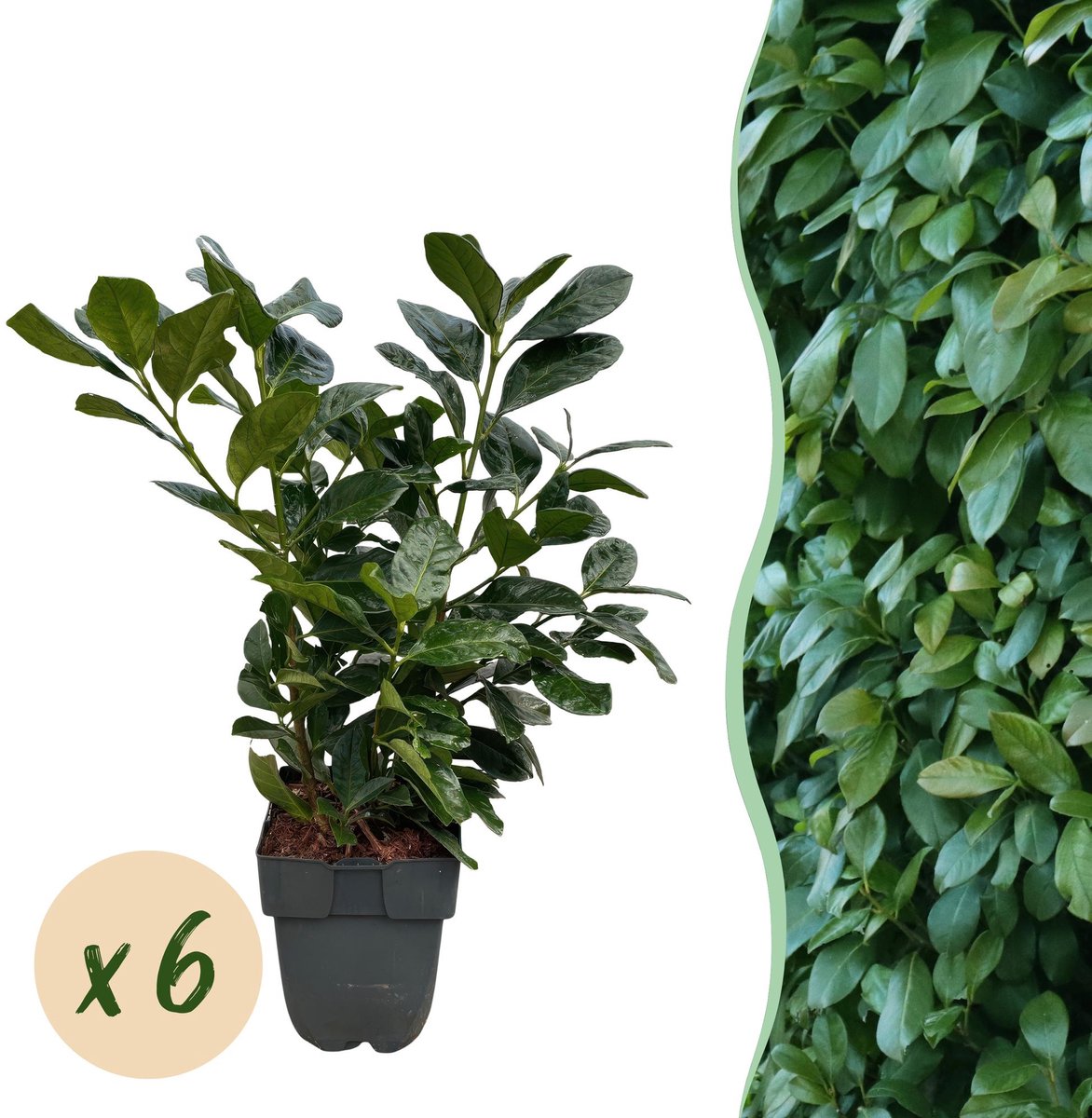 Haagplanten - Prunus laurocerasus Etna - blad groen - 6 planten - 1 strekkende meter - groenblijvend - pot 17cm hoogte 50cm