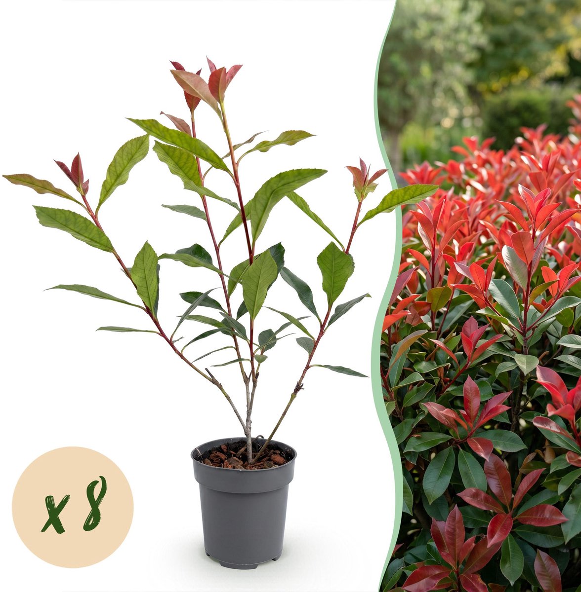 8x Photinia fraseri Carre Rouge - Glansmispel - Haagplanten - Groenblijvend - Rood - Pot 9cm - Hoogte 25-35cm