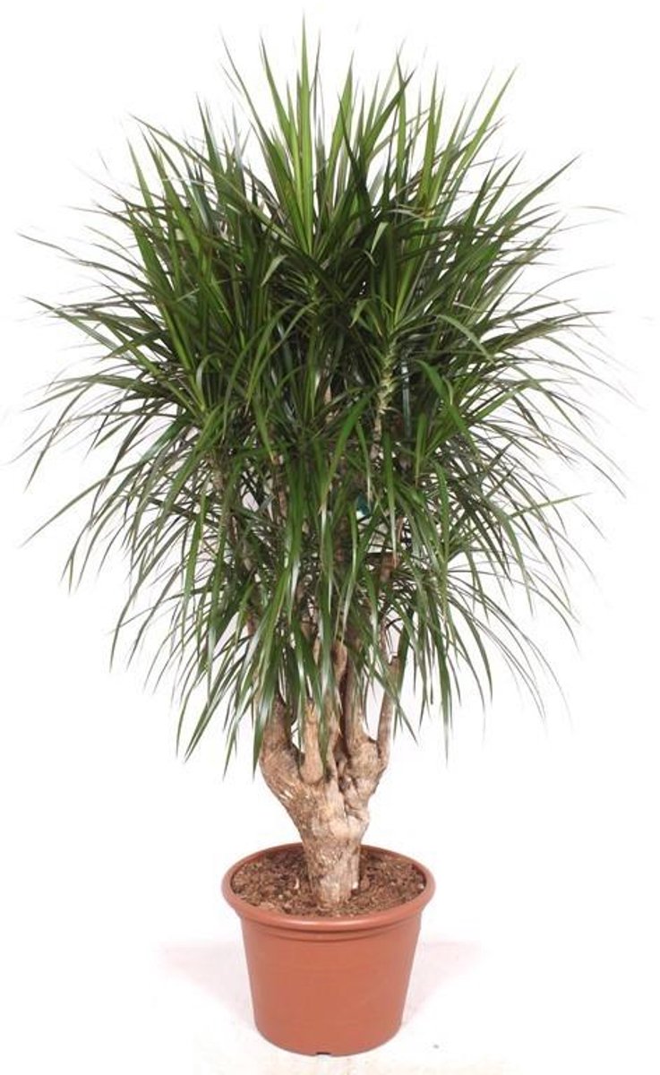 Dracaena Marginata vertakt XXL - 190cm ⌀ 40-45 cm