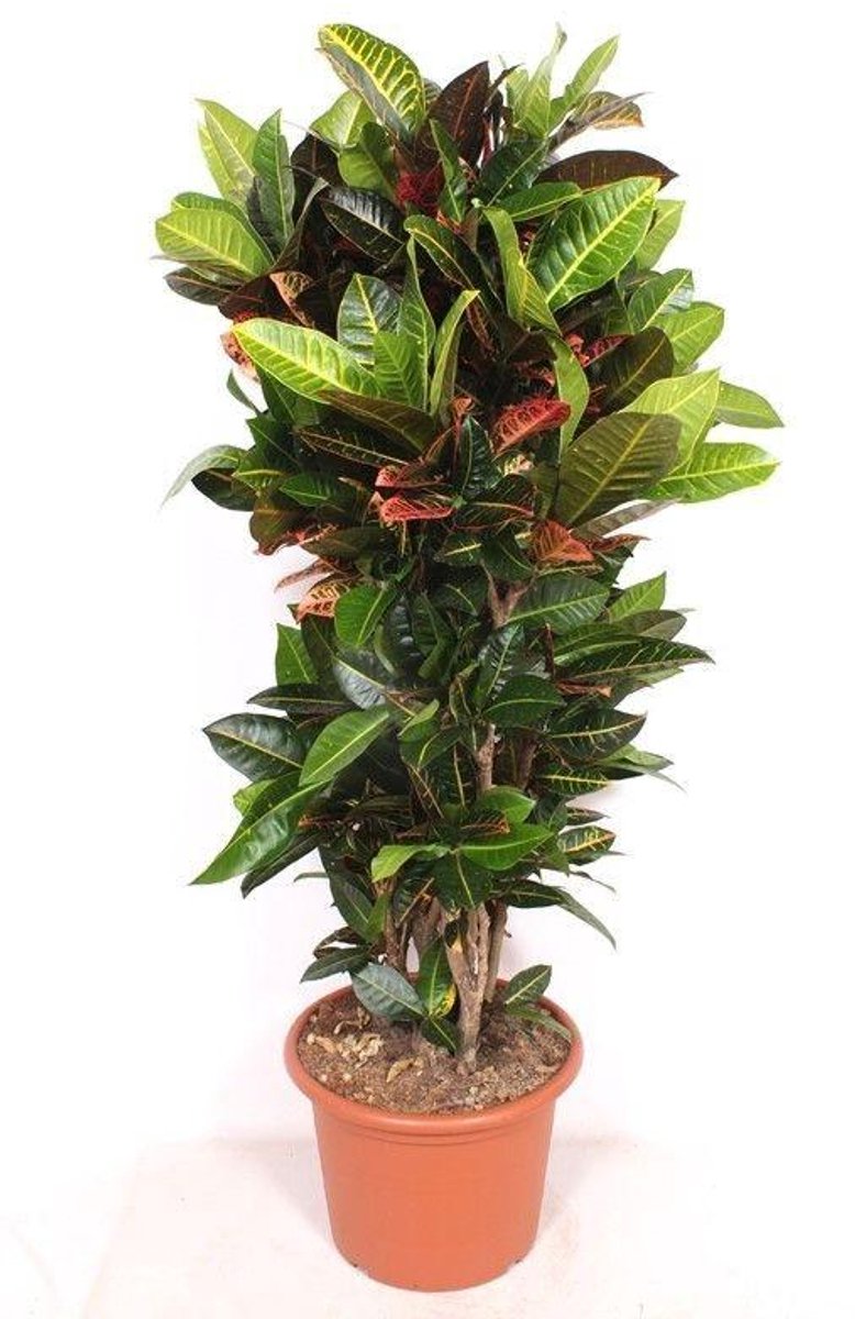 Codiaeum Petra - 170cm
