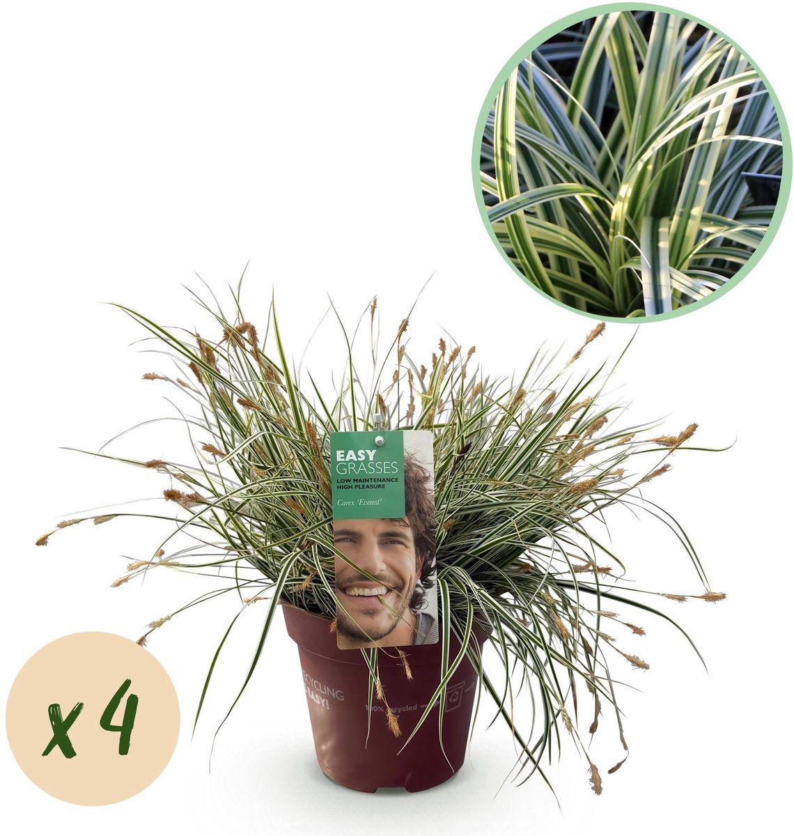 Siergrassen - Carex oshimensis Everest - Wit en Groen - 4 Planten - Bladhoudend - Weinig Onderhoud - Pot 17cm Hoogte 50cm