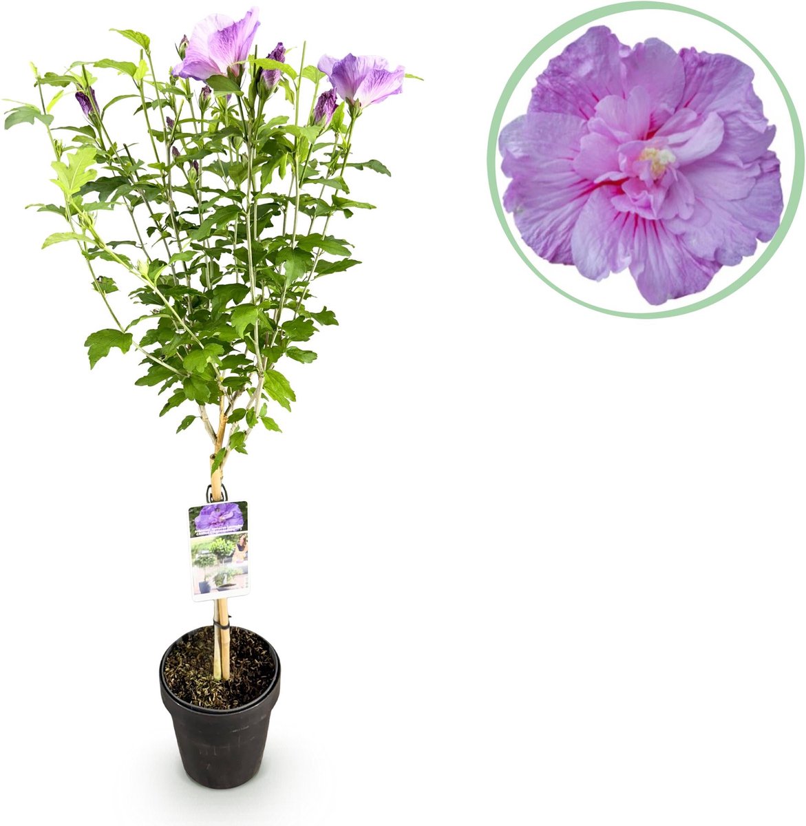 Plant op Stam -Hibiscus syriacus Lavendor Chiffon® - Terras Plant - Bladverliezend - Winterhard - Paarse Bloem - Pot 19cm Hoogte 90cm