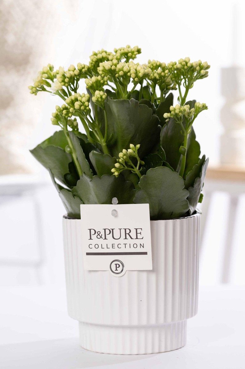 Kalanchoe White In P&PURE Ivy Ceramics - Ø12cm - 27cm