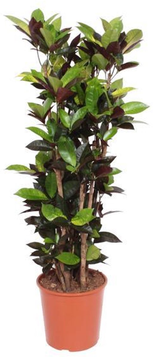 Codiaum Iceton - 140cm