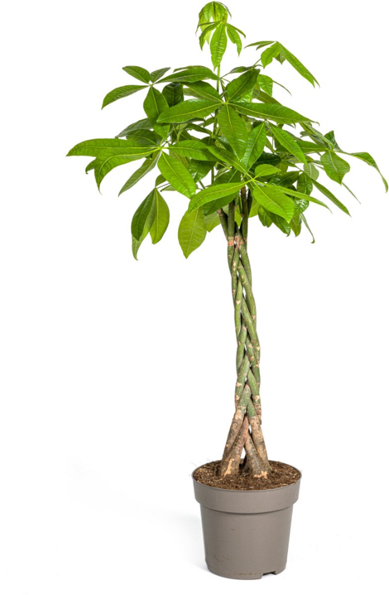 Pachira Aquatica Ø27cm - 130 - 150cm
