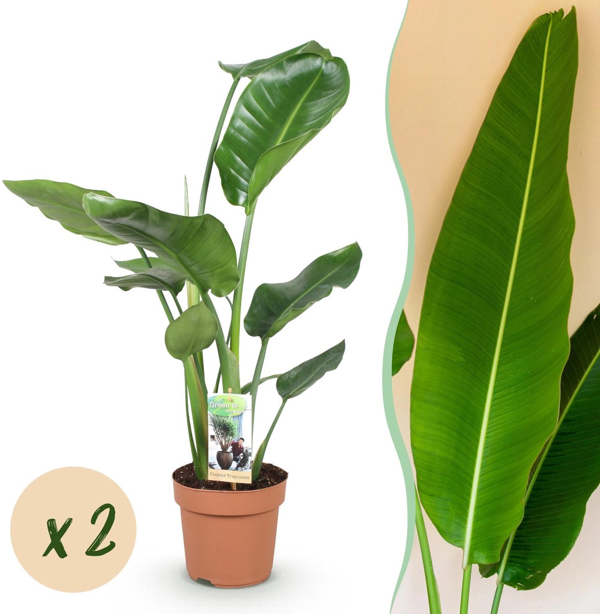 Green is... Kamerplanten - Stelitzia Nicolai - Paradijsvogelbloem - Weinig onderhoud - Groen - 2 Planten - Pot 17cm - Hoogte 70-90cm