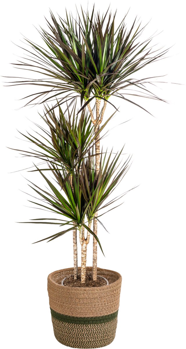 Dracaena Marginata Magenta met mand Ø24cm - 130 - 150cm