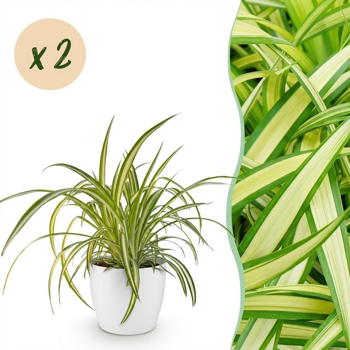 Kamerplant - Chlorophytum comosum Variegatum - Bonte Graslelie - Huisdiervriendelijke Plant - Groen - 2 Planten - met Potter Wit - Pot 12cm - Hoogte 20cm