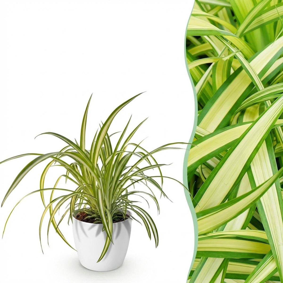 Kamerplant - Chlorophytum comosum Variegatum - Bonte Graslelie - Huisdiervriendelijke Plant - Groen - 1 Plant - met Potter Wit - Pot 12cm - Hoogte 20cm