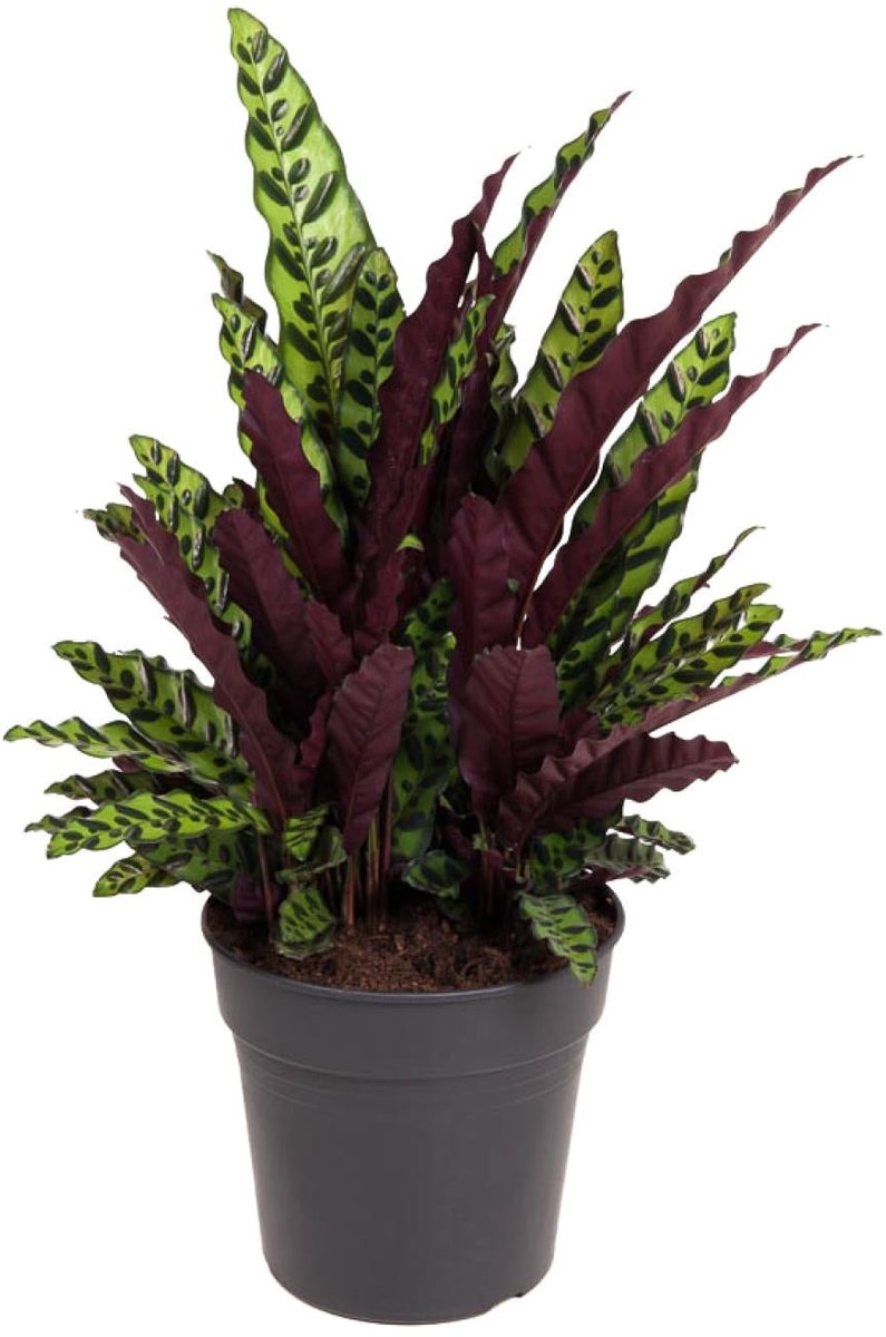 Calathea Lancifolia - Ø27cm - 70cm