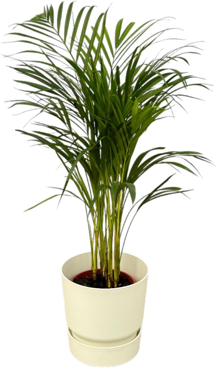 Areca palm - ↨70cm - Ø19cm inclusief elho Greenville Round wit D24xH23