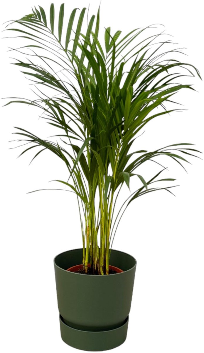 Areca palm - ↨85cm - Ø19cm inclusief elho Greenville Round groen D24xH23