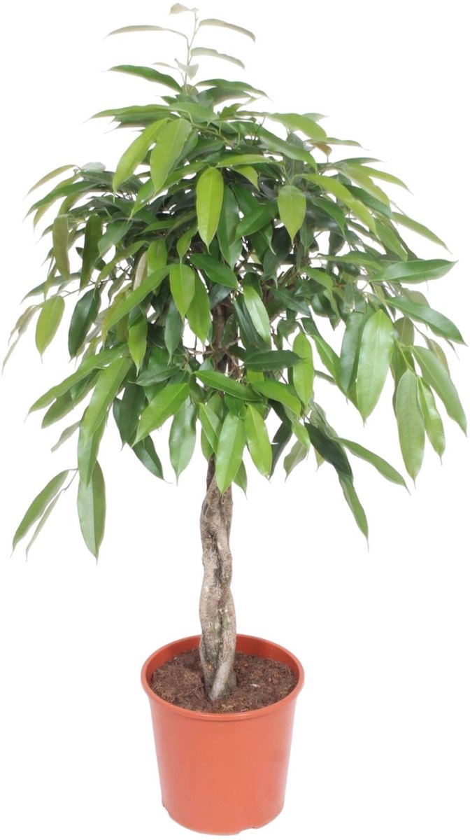Ficus Amstel King gevlochten stam - 130 cm - Ø27