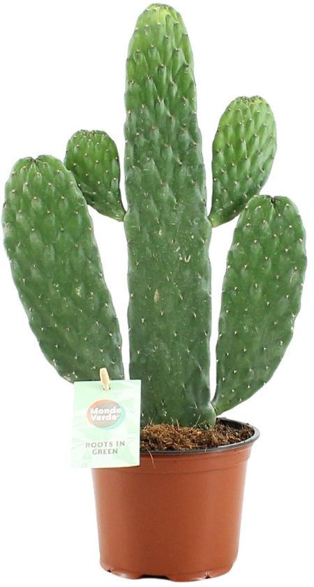 Opuntia Rubescens Consolea - Ø12cm - 35cm