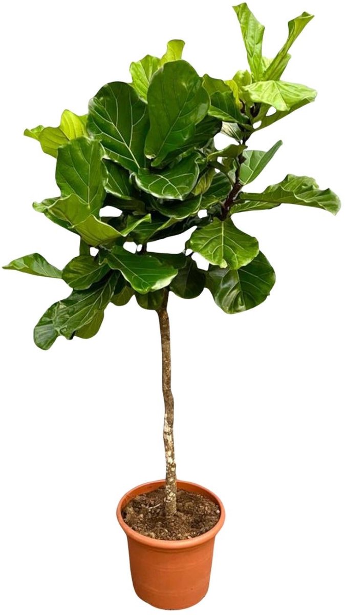 Ficus Lyrata boom XXL - 200 cm - ø40