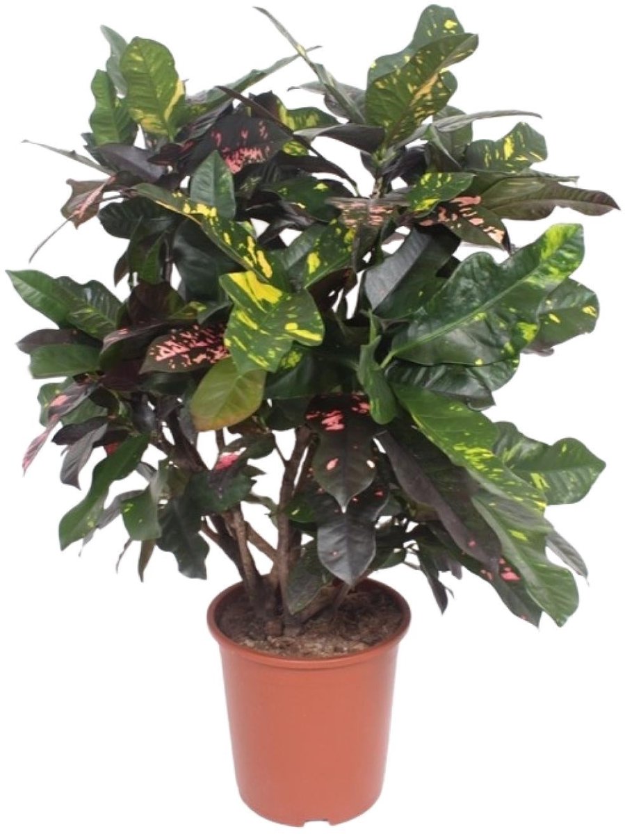 Codiaeum Magnificent (Croton Magnificent) - Ø27cm - 110cm