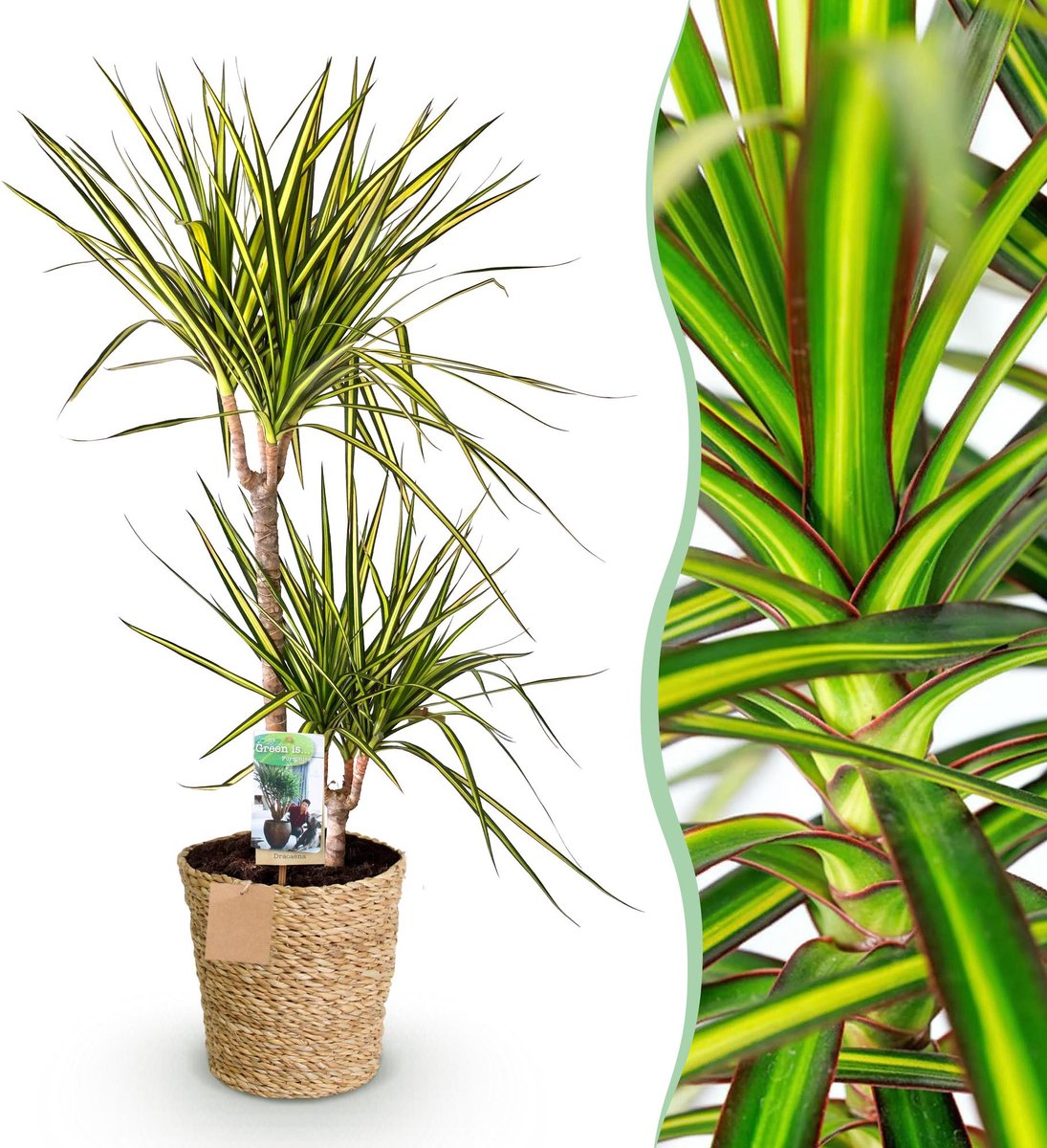 Green is... Kamerplanten - Dracaena Sunray - Drakenbloedboom - Weinig onderhoud - met mand - Groen - 1 Plant - Pot 21cm - Hoogte 90-100cm