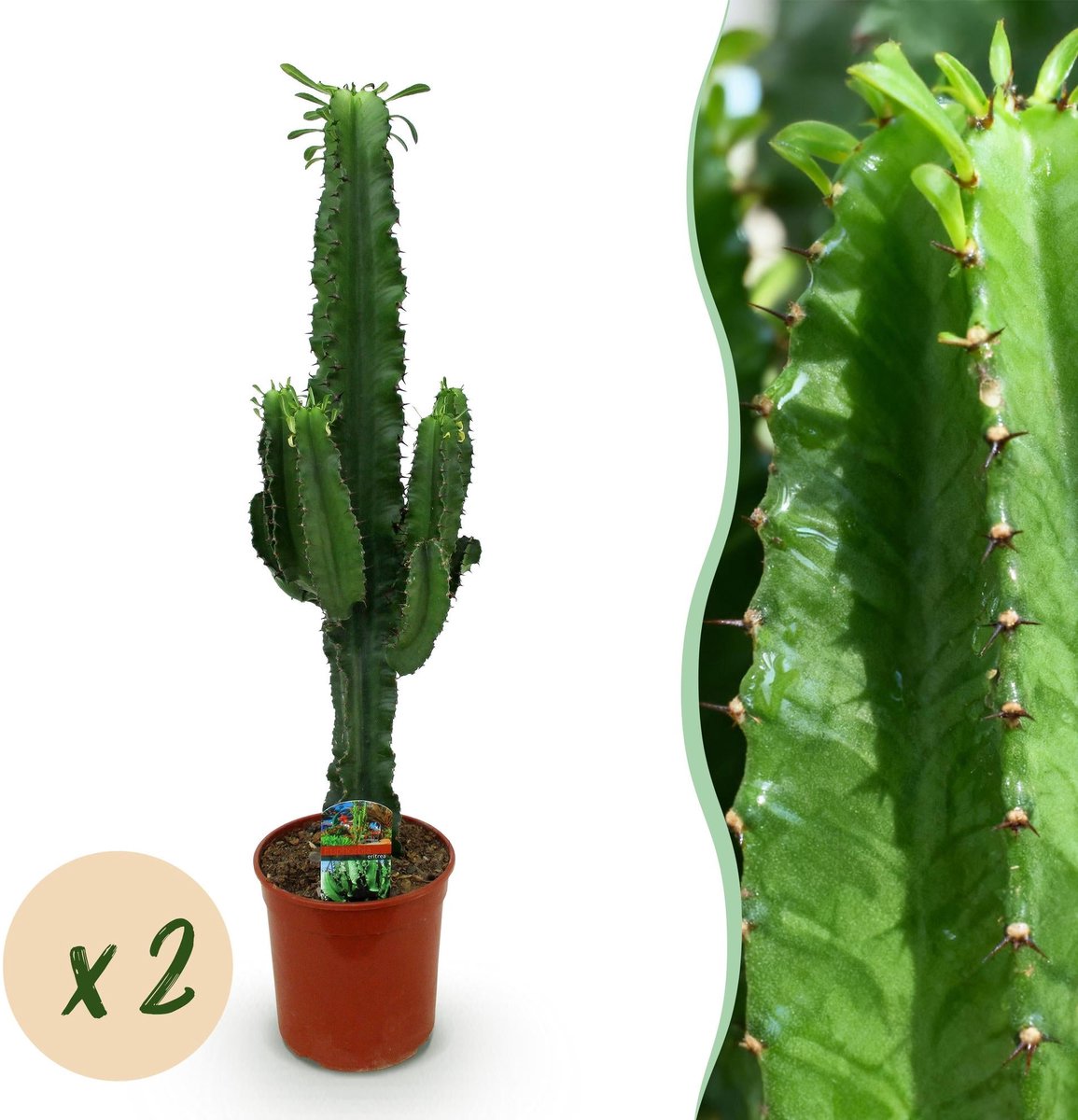 Kamerplant - Euphorbia eritrea - Afrikaanse melkboom - Weinig onderhoud - Groen - 2 - Pot 19cm - Hoogte 70cm