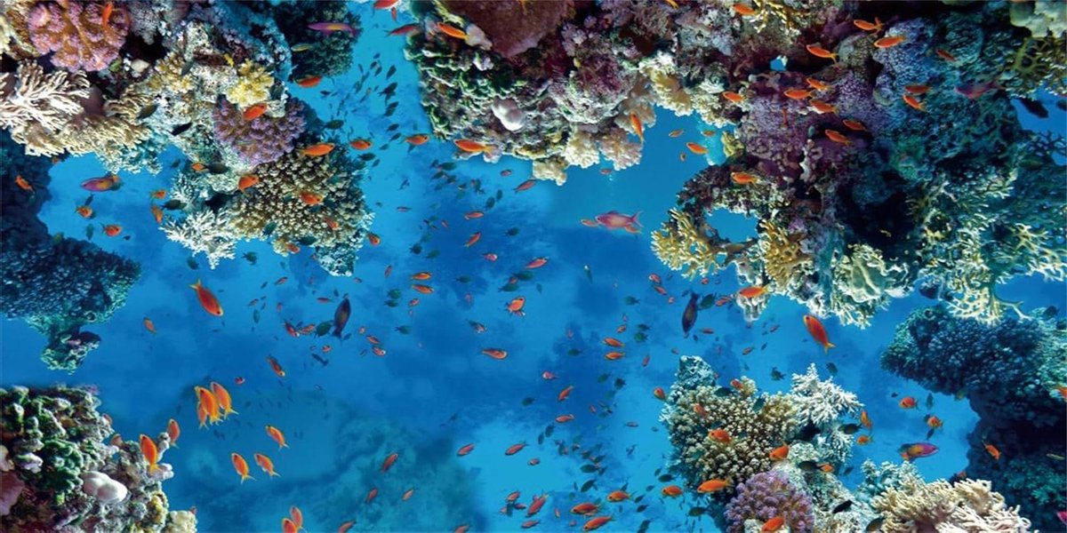 Aquarium Achtergrond - Onderwater Decoratie - Aquarium Aankleden - Levendige HD Beelden - 120x50 cm - Koraalrif
